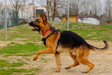 Dog Training Lesson day for a beautiful young German Shepherd Dog. Vicenza, Italy - 17th March 2019