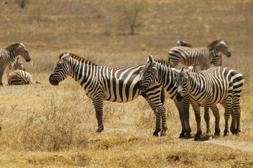 Fototapeta na wymiar Zebra's sleeping