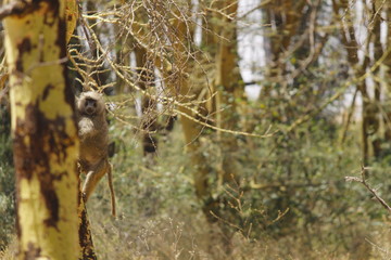Babboon climbing