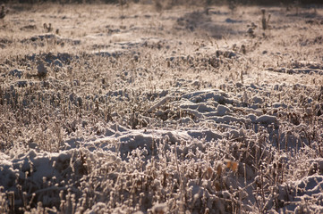 winter field