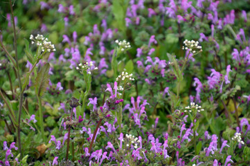 春の野原にいっぱい咲いているピンク色のホトケノザと白い小さな花のナズナ（ペンペン草）