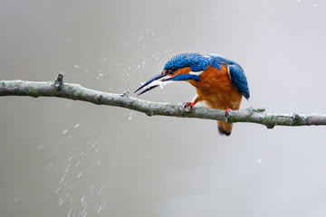 Common kingfisher, Alcedo atthis, perched on the branch