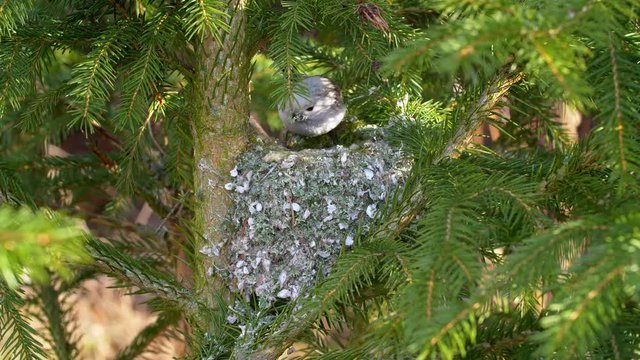 Long-tailed tit (Aegithalos caudatus) building nest