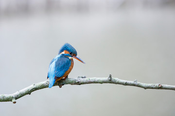 Common kingfisher, Alcedo atthis, perched on the branch