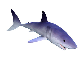 3D Rendering Shark on White