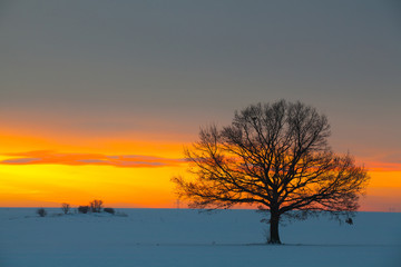 Fototapeta na wymiar Lonely tree in dramatic sunrise