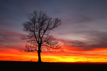 Lonely tree in dramatic sunset, Central Bohemian Upland, Czech Republic