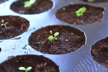 Petunia plants. Seedlings in cups. Close-up. Background.