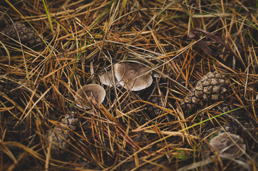 Obraz premium Mushrooms and cones in pine needles.