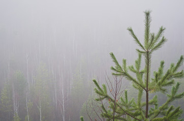 Young pine in a foggy quarry.