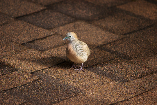 Zebra Dove, Geopelia Striata, Sunway Lagoon Resort, Malaysia.