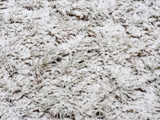 Spring. grass covered with snow. background texture.