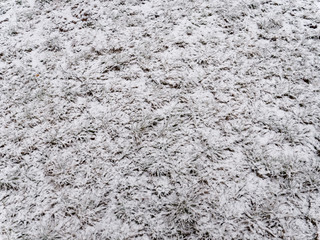 Spring. grass covered with snow. background texture.