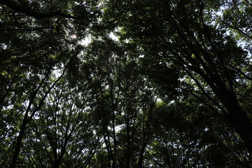広葉樹林の木漏れ