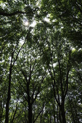 広葉樹林の木漏れ