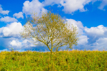 sunny tree