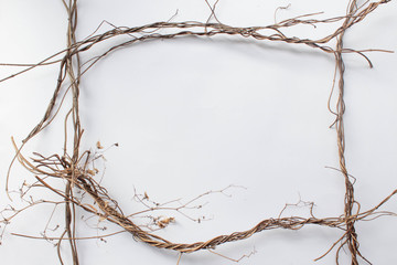 Pattern texture with green dry leaves hop on white background. Flat lay, top view minimal concept