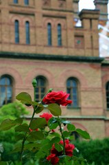 Fototapeta na wymiar Chernivtsi University: garden of roses