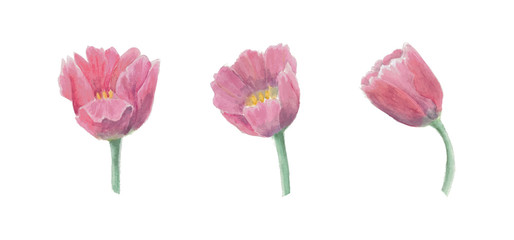 vector collection of three watercolor hand drawig tulips flower isolated on white background, template for your design