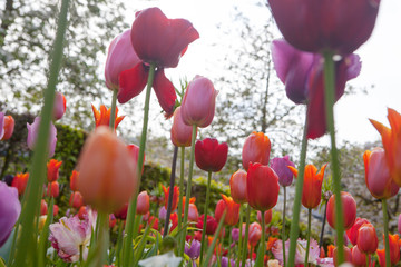 Beautiful colored flowers