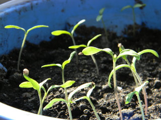 Tomato seedlings. young tender green tomato sprouts. Young growth. Saplings, shoots. Soil 
