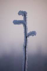 winter field