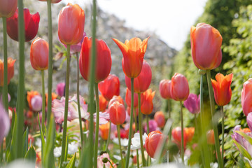 Beautiful colored flowers