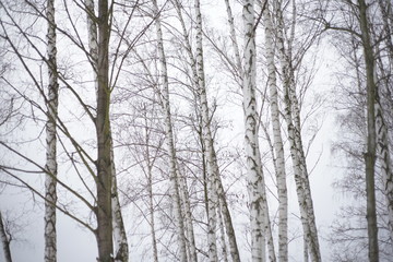 Fototapeta na wymiar Snowy winter trees-birches in cold white snow landscape