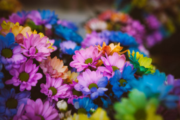 Beautiful colourful flowers