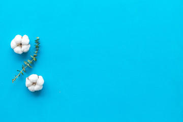 Flowers and leaves layout. cotton near eucalyptus branches on blue background top view, flat lay copy space