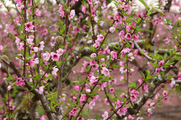 background of spring blossom tree with pink beautiful flowers. selective focus