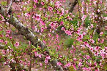 background of spring blossom tree with pink beautiful flowers. selective focus