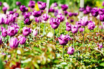 Obraz premium Lilac tulips flowerbed. Germany. Berlin