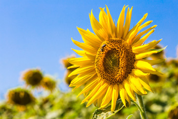 Obraz premium Sunflower with bee on sunflower field landscape. Sunflower field view. Sunflower and bee