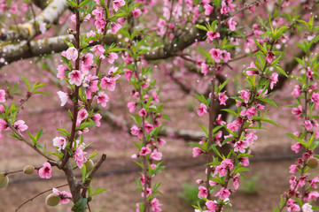 background of spring blossom tree with pink beautiful flowers. selective focus