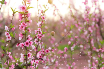 background of spring blossom tree with pink beautiful flowers. selective focus