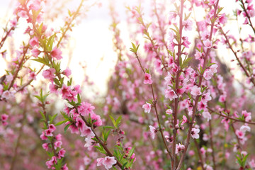 background of spring blossom tree with pink beautiful flowers. selective focus