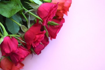 Roses on pink background