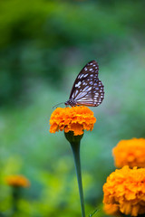 Blue Spotted Milkweed Butterfly sitting on the flower plants and drinking Nectar in its natural habitat