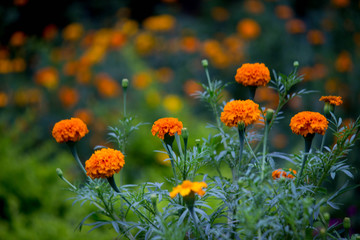Marigold Flowers blooming away in natural light 