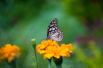 Fototapeta na wymiar Blue Spotted Milkweed Butterfly sitting on the flower plants and drinking Nectar in its natural habitat