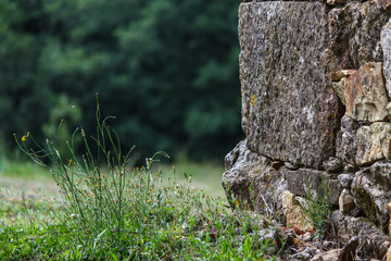 stone house in the forest