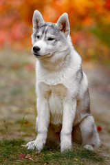 Funny siberian Husky lying in the yellow leaves. Crown of yellow autumn leaves. Dog on the background of nature.