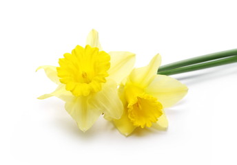 Blooming narcissus flowers isolated on white background