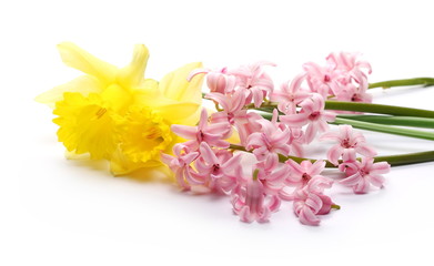 Fototapeta na wymiar Blooming spring flowers, hyacinth and narcissus isolated on white background