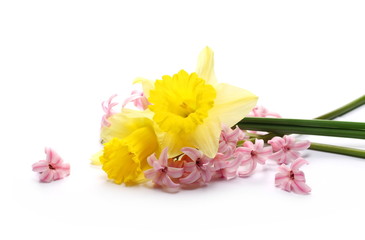 Blooming spring flowers, hyacinth and narcissus isolated on white background