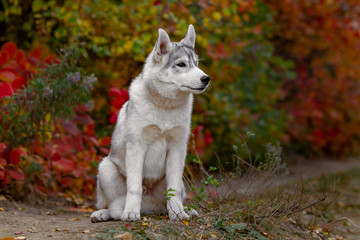 Funny siberian Husky lying in the yellow leaves. Crown of yellow autumn leaves. Dog on the background of nature.