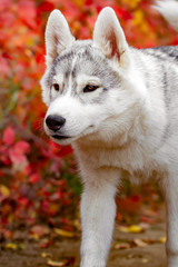 Funny siberian Husky lying in the yellow leaves. Crown of yellow autumn leaves. Dog on the background of nature.