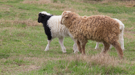 Sheep and lambs on pasture graze.