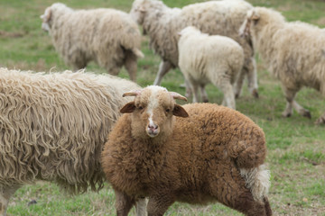 Sheep and lambs on pasture graze.